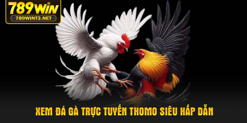 Xem đá gà trực tuyến thomo siêu hấp dẫn